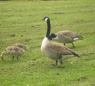 Gänse im Schlosspark