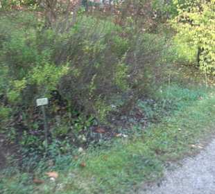 Botanischer Garten