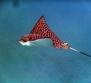 Adlerrochen am Hausriff