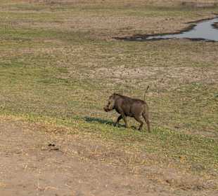 Unser Lieblingstier, Warzenschwein mit Antenne 
