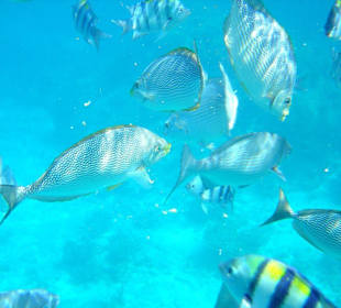 Schnorcheln bei den Similan Islands