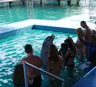 Ocean World, Delphinshow