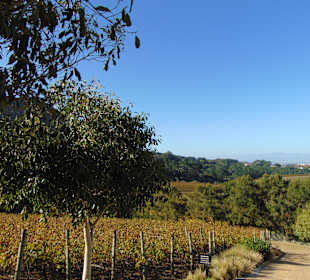 Weingut Beau Constantia