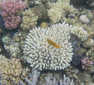 Белый коралл и рыбка