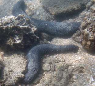 Seegurke am Hausriff Coral Cove Chalet