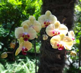 Botanischer Garten