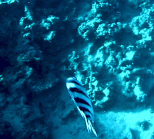 Schnorcheln Makadi Bay