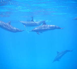 Auch Delfine waren ab & an in der Bucht vertreten 