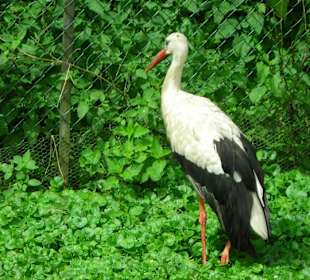 Pflegebedürftiger Storch