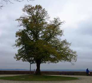 Mittig ein gewaltiger Baum