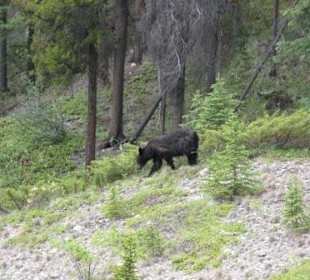 Schwarzbär an der Maligne Valley Road
