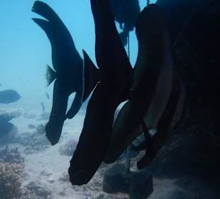 Fledermausfische am 3. Hotelriff