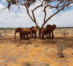 PrivatSafari 10/17 - Tsavo+Amboseli - impressions