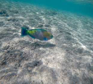 Schnorcheln Makadi Bay