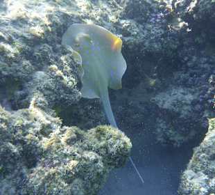 Schnorcheln Marsa Alam