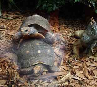 How do they do it...?