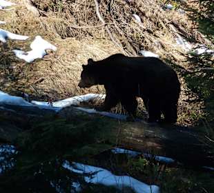 Braunbär