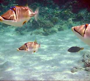 Picasso-Drückerfische