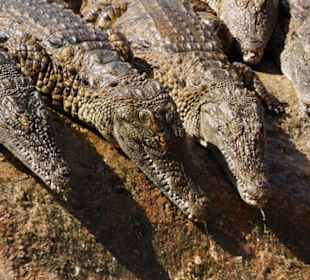 Crocoparc