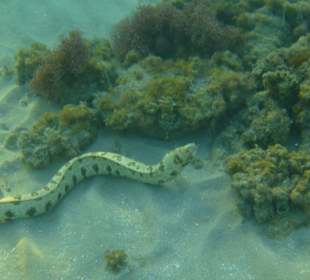 Rotmeer Röhrenaal am Hotel Jaz Blumarine