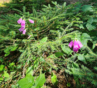 Wandern St. Englmar