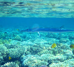 Begegnungen am Hausriff Hotel Melia Sinai