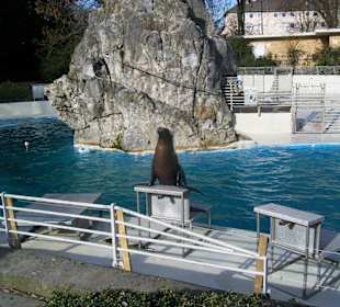 Robbe mit freiwilligen Kunststück