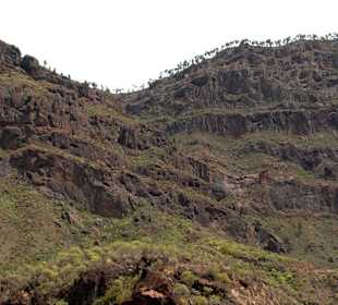 Roślinność Gór Gran Canaria