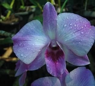 Orchideenfarm auf Koh Lanta!