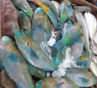 Papageienfische auf dem Markt
