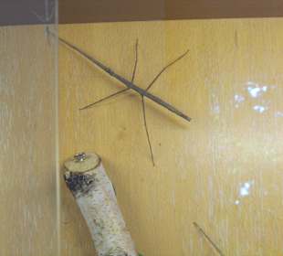 WildparkImpression September 2013