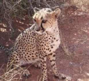 Gepard in der Hammersteinlodge