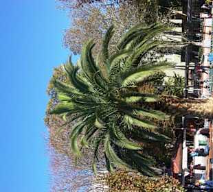 At Meydanı (Hippodrom)
