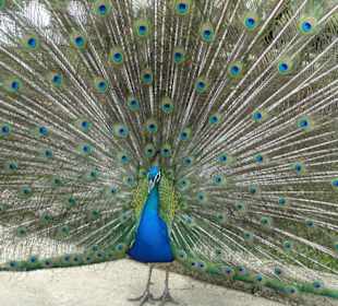 Ein prächtiges Tier