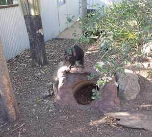 Tasmanian devil