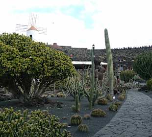 Jardin de Cactus