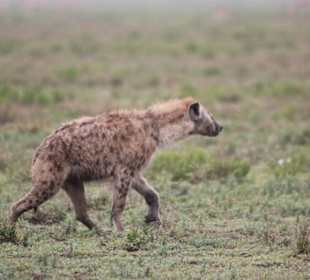 Hyäne