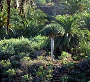 Herrliche Flora unterhalb des Miradors