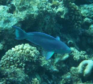 Hausriff Arabia Azur