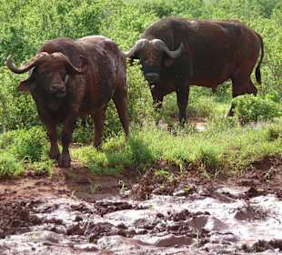 Wasserbüffel im Schlamm