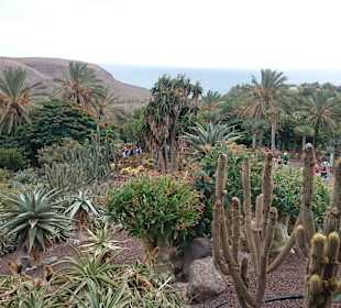 Bild aus dem schönen Oasis Park