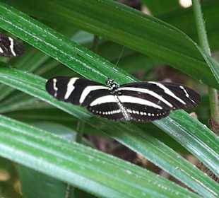 Schmetterlingshaus Mariposario del Drago