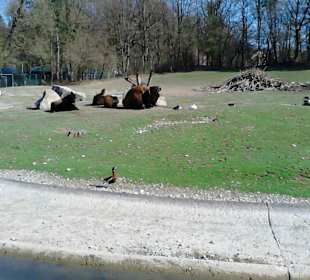 Tierpark Hellabrunn in München