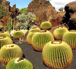 Jardin de Cactus