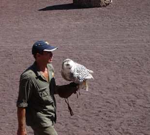 Greifvogelshow im Oasis Park