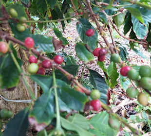 Kaffeestrauch