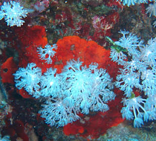 Tauchbasis Aquatic Divers im Pensee Royal Garden 