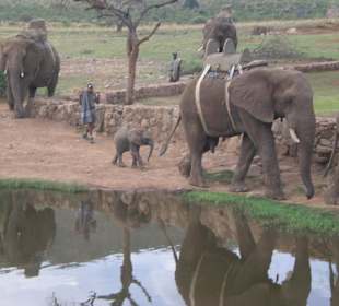 Elefanten Camp