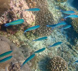 Unterwasserwelt Musandam