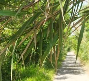 Naturpark S'Albufera
